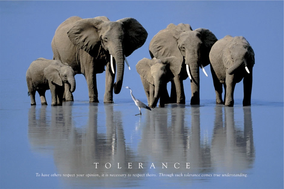 Poster Tolerance Quote Elephants - Image 1 of 1