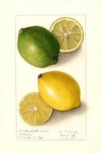 Green And Ripe Lemons - 1908 - Fruit Illustration Magnet - Picture 1 of 2