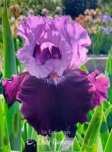 TALL BEARDED IRIS " DEAR GEMIMA " 1 x POT GROWN ROOTED RHIZOME - Picture 1 of 2
