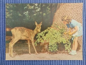 postal antigua postal ciervo ciervo ciervo ciervo ciervo niña niña años 50 - Imagen 1 de 2