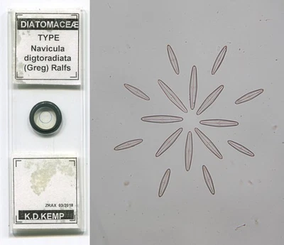 Microscopio diatomeas Klaus Kemp "Navicula digtoradiata" diapositiva Foto 1 de 3