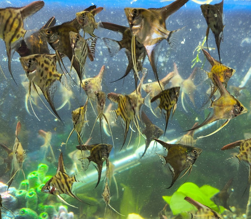 4/6/8/12 CA Green Angelfish Mix Standard Tail ~Quarter + sizef pick ...