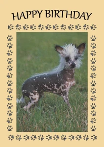 CHINESE CRESTED DOG BIRTHDAY GREETINGS NOTE CARD - Picture 1 of 1
