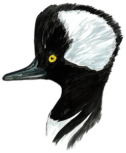 Merganser Duck Head High Quality Printed Vinyl Decal Wall Window Car Sticker - Picture 1 of 1