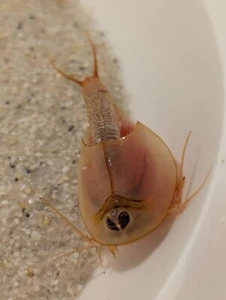 Triops Longicaudatus- Albino, enfoques de cáncer primitivo con muestras de alimento e instrucciones - Imagen 1 de 9