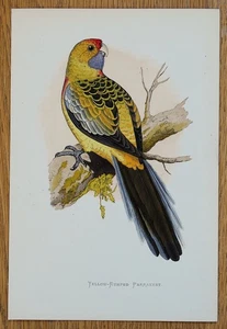 Antique Parrot Print YELLOW RUMPED PARAKEET Greene Original Bird Engraving 1884 - Picture 1 of 1