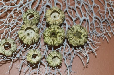 50 - Pequeños erizos verdes, suministros de boda, arte de playa, coleccionables, SS-21 Foto 1 de 4