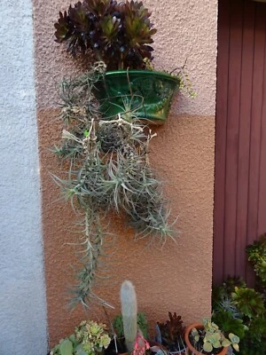 TERRASSE ,JARDIN  solarium  une fille de l air+3  aéoniums  ramifiés  en  tige - Photo 1/4
