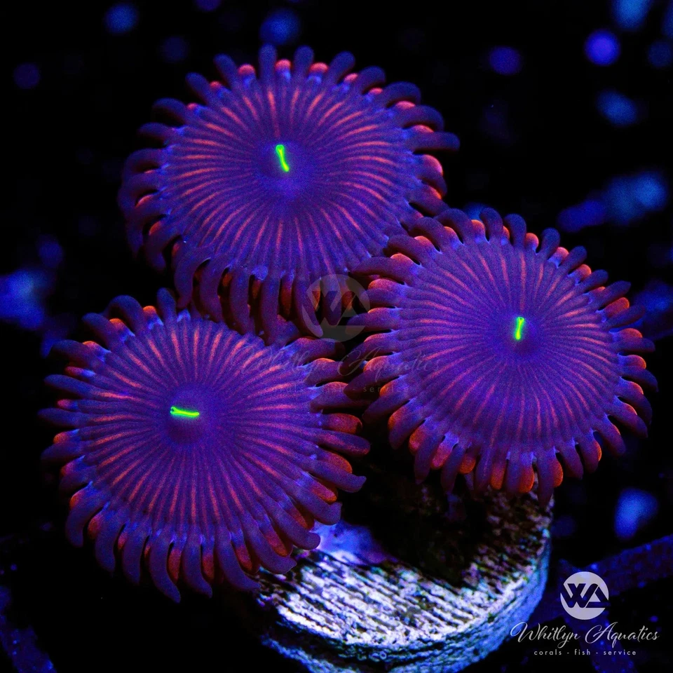 WHITLYN AQUATICS Purple People Eater Zoa - Live Coral Frag