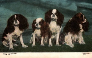 Toy Spaniels Dogs 1909 Vintage Postcard - Picture 1 of 2