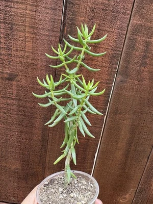 Crassula Tetragona Mini Pine Tree Succulent - Image 1 of 4