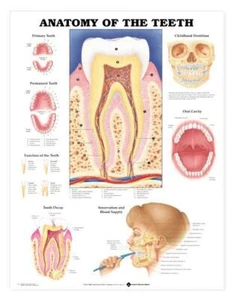 TEETH ANATOMY Laminated Wall Chart 20" x 26" Classroom/Professional LFA #99931 - Picture 1 of 1