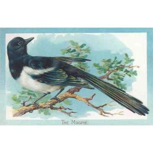 Juego de 5 urraca postal BD-570 - Imagen 1 de 2
