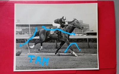 FOTO DE ENTRENAMIENTO PREAKNESS SECRETARIAT & TURCOTTE "ORIGINAL" 1973 marcado no en la foto Foto 1 de 2