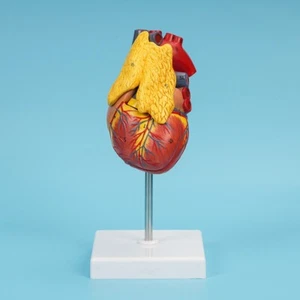 1:1 life size Heart with thymus Anatomy Model 3-Parts,Medical Science - Picture 1 of 4