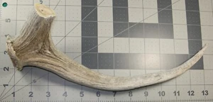 #0019 1-Axis Deer Antler base Excellent for door/drawerpull walkingstickDOG CHEW - Picture 1 of 1