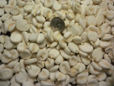 1 OZ Non-GMO Giant Cuzco Inca White Corn seed huge seeds rare genuine ~25 seeds - Image 1 of 4