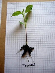4 Setzlinge Chili - Sorte Trinidad Scorpion - Bild 1 von 2