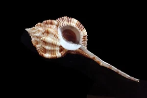 Sea shell - Haustellum Hiracie ( Nice color )   - 104- m.m - Picture 1 of 3