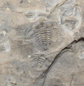 Trilobit, Pterocephalina norfordi, Kambrium, British Columbia, Kanada -a721 - Bild 1 von 5