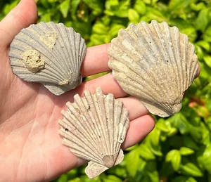 Fossil Pecten Shells LOT OF 3 Pliocene Scallop Bivalve Maryland Collection - Picture 1 of 9