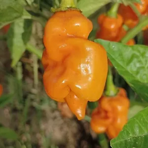 Habanero Carolina Yellow , 10 semillas , Capsicum chinense, (155) - Picture 1 of 2