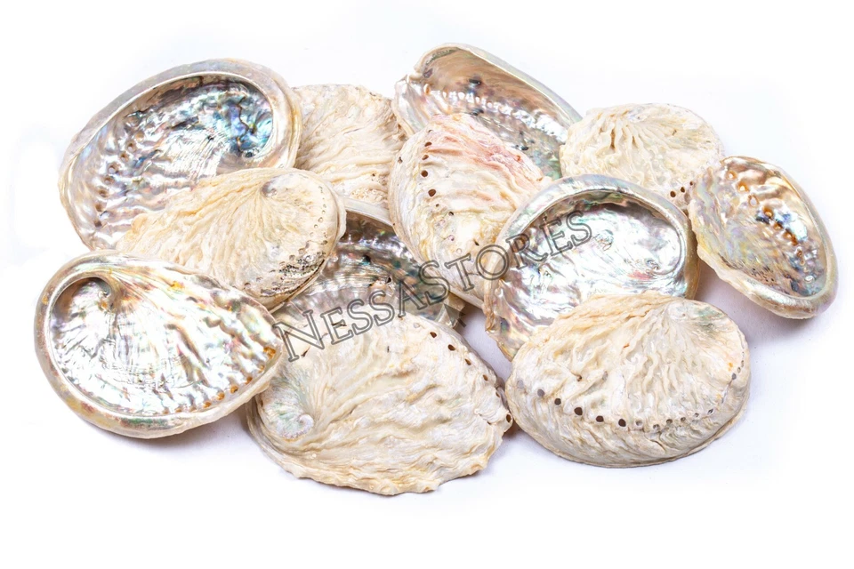 Midae Abalone Sea Shell One Side Polished Beach Craft 3" - 4" (12 pcs) #JC-154 - Image 1 of 4