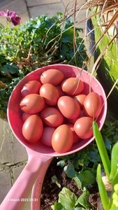 20 Marans Eggs, Good Shells, Nice Colour, Good Strain. X Burford Brown - Picture 1 of 2
