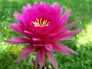 "HOUDINI" Echinopsis Hybride Lobivia Hildewintera Kakteen cacti Macondo☀️Cactus - Picture 1 of 7