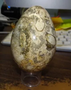 BEAUTIFUL HUGE 2.5x2 INCH FOSSIL STONE POLISHED EGG, ONE OF A KIND!! - Picture 1 of 2