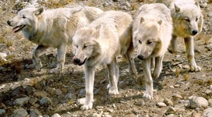Carl Brenders ESPRIT de CORPS, Arctic Wolves, art print ARTIST PROOF A/P#63/76 - Picture 1 of 1