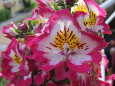ANGEL WINGS FLOWERS 5000 FRESH SEEDS HEIRLOOM SCHIZANTHUS MIXED COLOURS BULK - Image 1 of 4