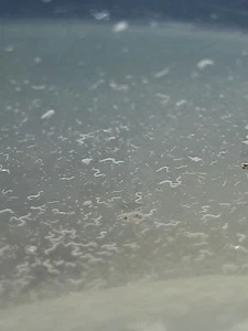 microworm FEEDER culture LIVE food for killfish, rams, bettas, guppies and more! - Picture 1 of 1