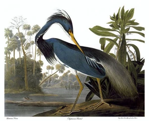 Audubon Louisiana Heron 30x44 Hand Numbered Edition Fine Art Print - Picture 1 of 3