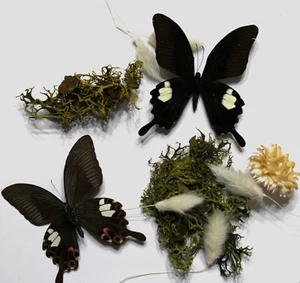 In-Flight Spread Style - Custom Spread PAPILIO HELENUS - "Red Helen" Butterflies - Picture 1 of 9