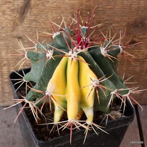 D5211 FEROCACTUS RECURVUS ABIGARRADO maceta 12-H12-W14 cm MaMa Cactus - Imagen 1 de 4