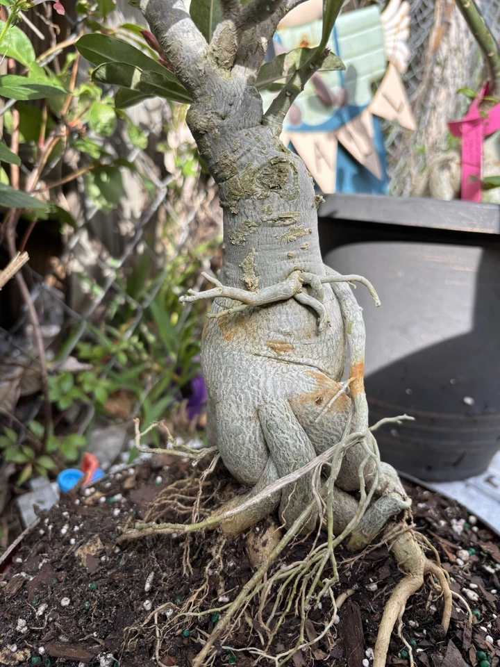 Bonsái Plants Desert Rose - Image 1 of 4