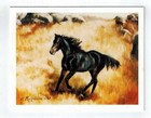Black Horse In Field Notecard Set - 6 Blank Note Cards By Artist Ruth Maystead