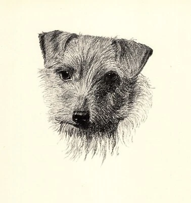 Antigua impresión de Norwich Terrier 1935 Wardle Norwich ilustración artística CFW 5739m Foto 1 de 2