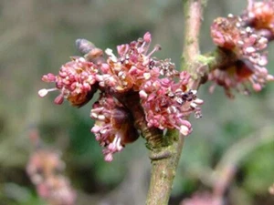 Elm Multi-Potency Bach Flower Essence Remedy 15 ml - Overwhelming Responsibility - Picture 1 of 3