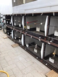 Canary And Finches Breeding Cages - Picture 1 of 6