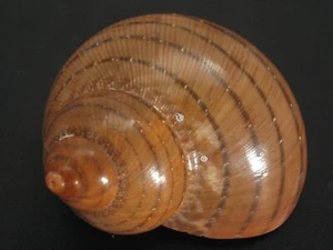 An Amazing...TURBO PETHOLATUS w/o~44.9mm~Philippine SEASHELL - Picture 1 of 3