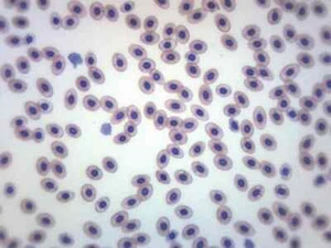 Frog Blood Smear - WM - Prepared Slide - 75x25mm - Eisco Labs - Picture 1 of 2
