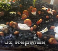 Ramshorn Snails Live Algae Eaters Multiple Quantity Feeders Cleaners 10+