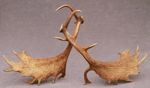 JUEGO DE ASTAS DE GAMO NATURALMENTE COBERTIZO (PAR, CUERNO, TALLA, TAXIDERMIA) - Imagen 1 de 22