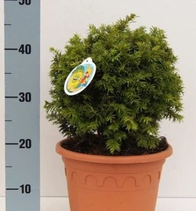 Kugelschnitt Goldeibe Golden Nugget 25-30cm - Taxus baccata - Bild 1 von 1