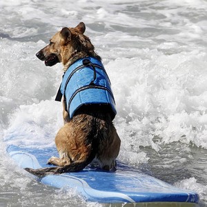 large dog life jacket