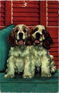 CPA AK Spaniels PERROS (729395) - Imagen 1 de 2