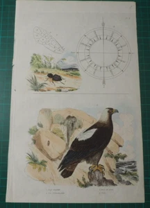 Adler, Käfer und Windrose auf altkoloriertem Stahlstich von 1835 aus E. Guerin - Bild 1 von 3