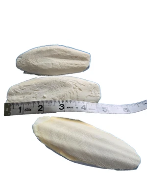 Cuttlebone para pájaros/caracoles calcio XLarge 4,5 a 5" paquete de 3 - vendedor de EE. UU. Foto 1 de 4
